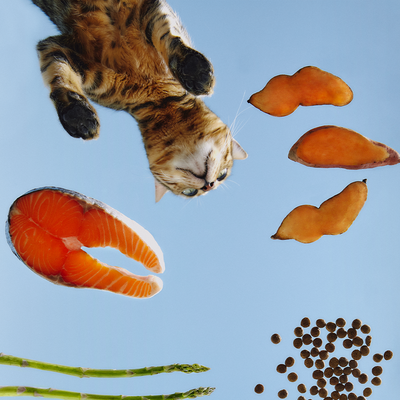Tout savoir sur les croquettes pour chat anti allergie