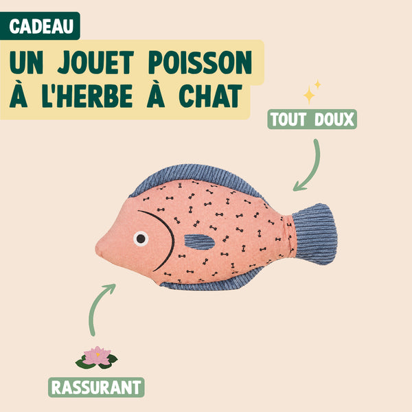 pack-decouverte-chat