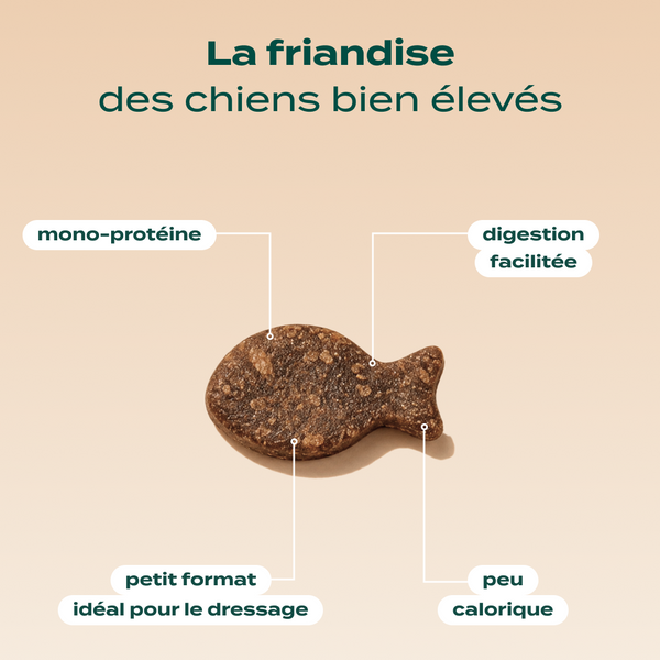 dressage-truite