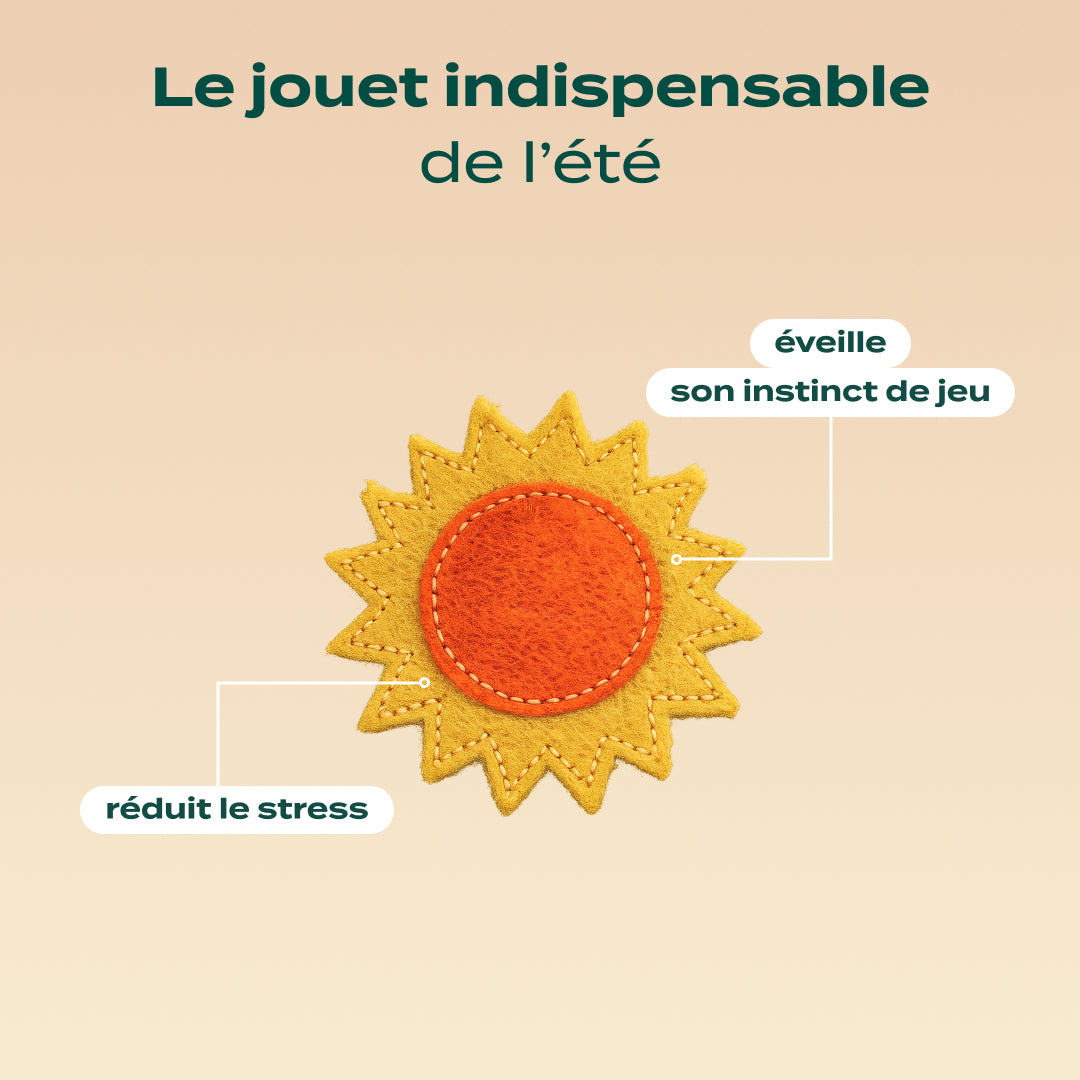 Tournesol herbe à chat