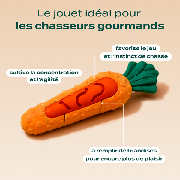 pack-decouverte-chien