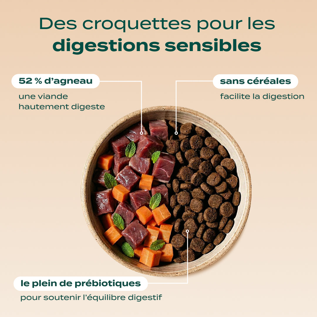PACK DIGESTION CHIEN