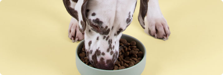 Chien mangeant
