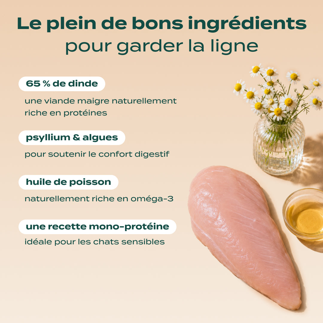 DINDE, CAMOMILLE