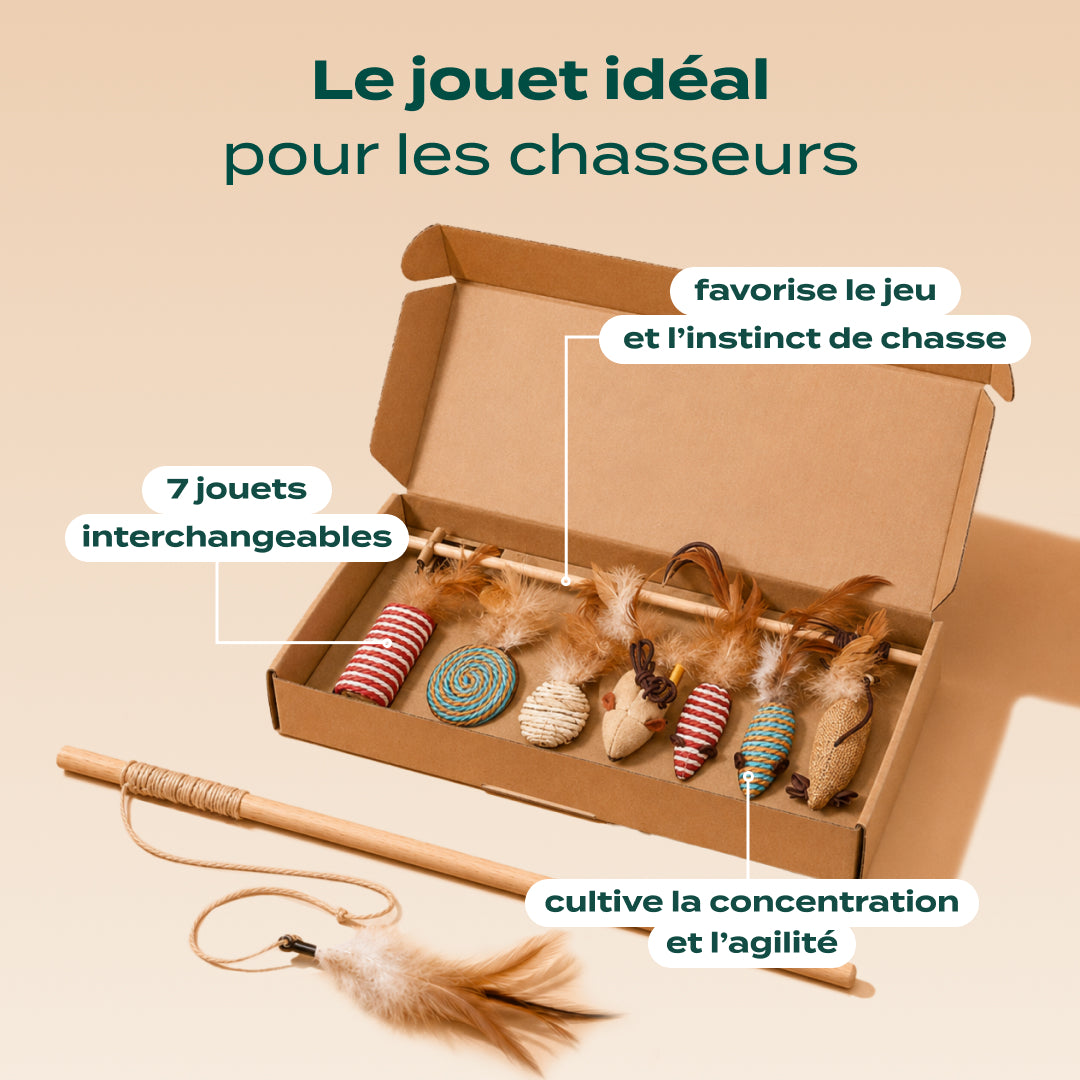 PACK DÉCOUVERTE CHAT