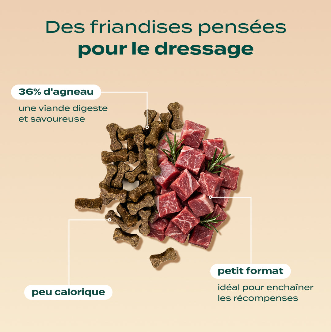 PACK DÉCOUVERTE CHIEN