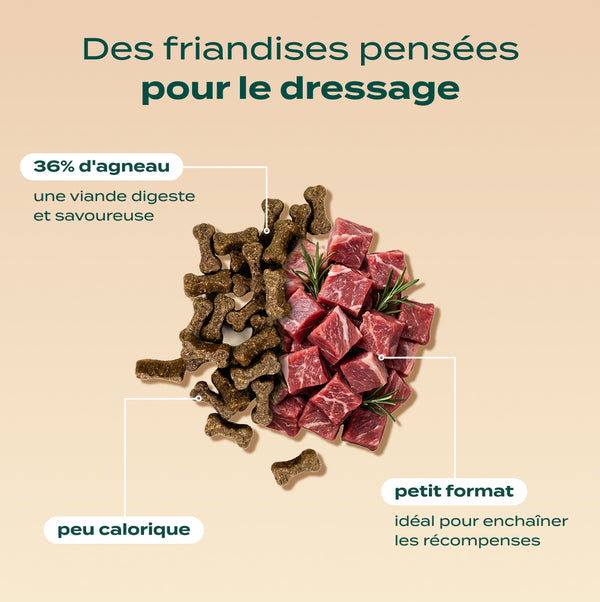 pack-decouverte-chien