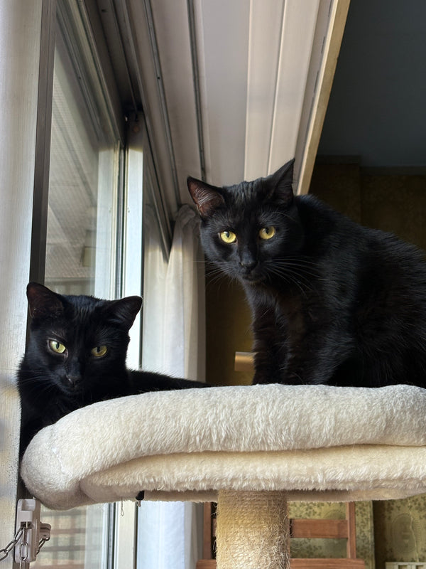 Isis & Saba