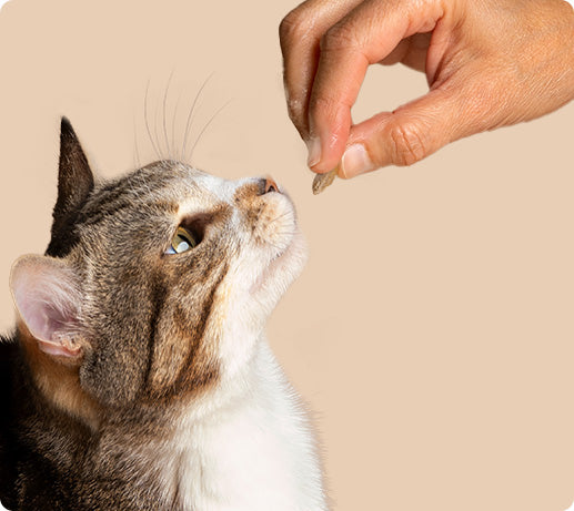 Franklin Alimentation premium pour chien et chat. Choisissez la meilleure nourriture pour votre animal : Croquettes sans céréales riches en protéines et faibles en glucides. Découvrez notre large gamme de pâtées et de friandises riches en viande !