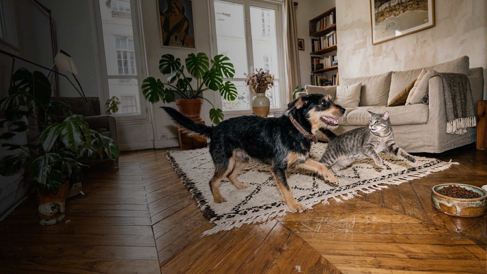 Franklin Alimentation premium pour chien et chat. Choisissez la meilleure nourriture pour votre animal : Croquettes sans céréales riches en protéines et faibles en glucides. Découvrez notre large gamme de pâtées et de friandises riches en viande !
