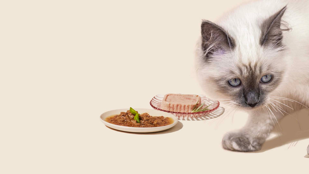 Pâtée pour chat - La meilleure pâtée pour chat sans céréales – Franklin