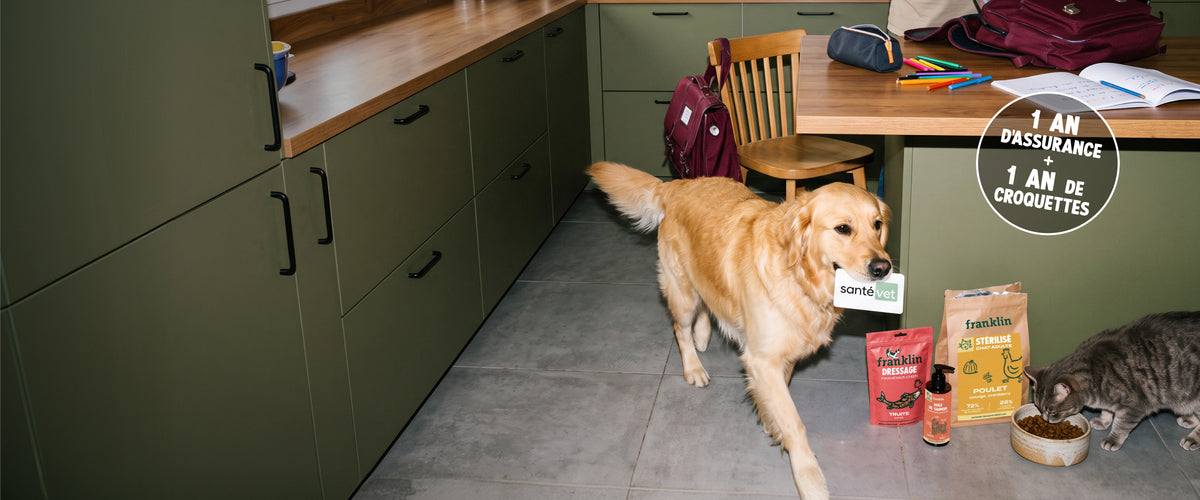 Franklin Alimentation premium pour chien et chat. Choisissez la meilleure nourriture pour votre animal : Croquettes sans céréales riches en protéines et faibles en glucides. Découvrez notre large gamme de pâtées et de friandises riches en viande !