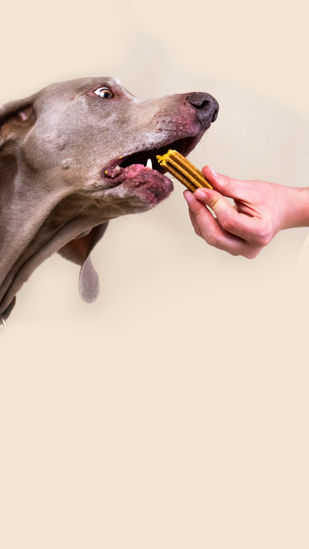 Franklin Alimentation premium pour chien et chat. Choisissez la meilleure nourriture pour votre animal : Croquettes sans céréales riches en protéines et faibles en glucides. Découvrez notre large gamme de pâtées et de friandises riches en viande !