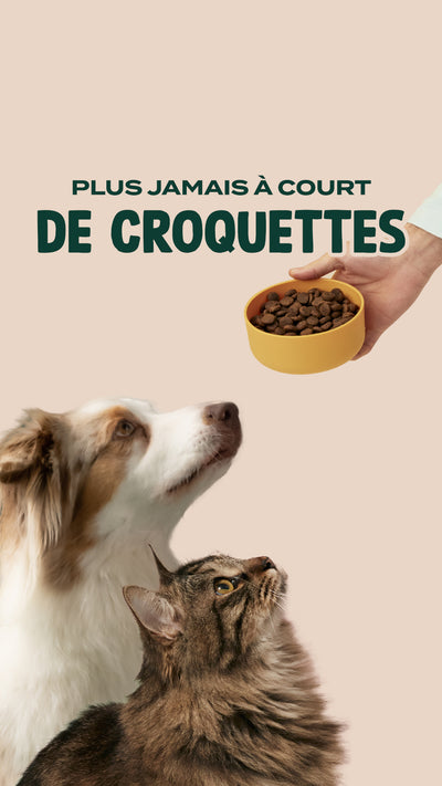 .fr : Chat  Nourriture chien, Nourriture animaux, Croquette