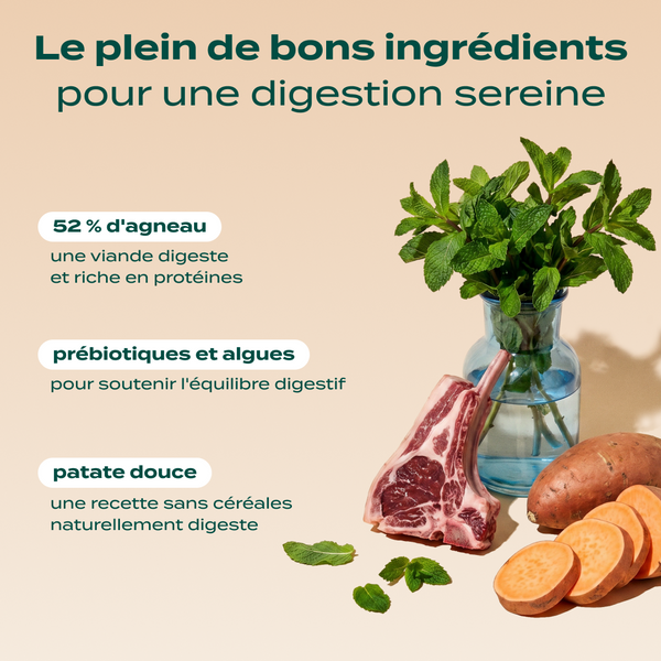agneau-patate-douce-menthe