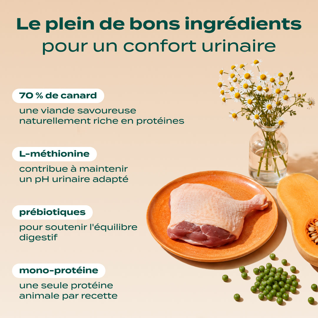CANARD, COURGE, CAMOMILLE