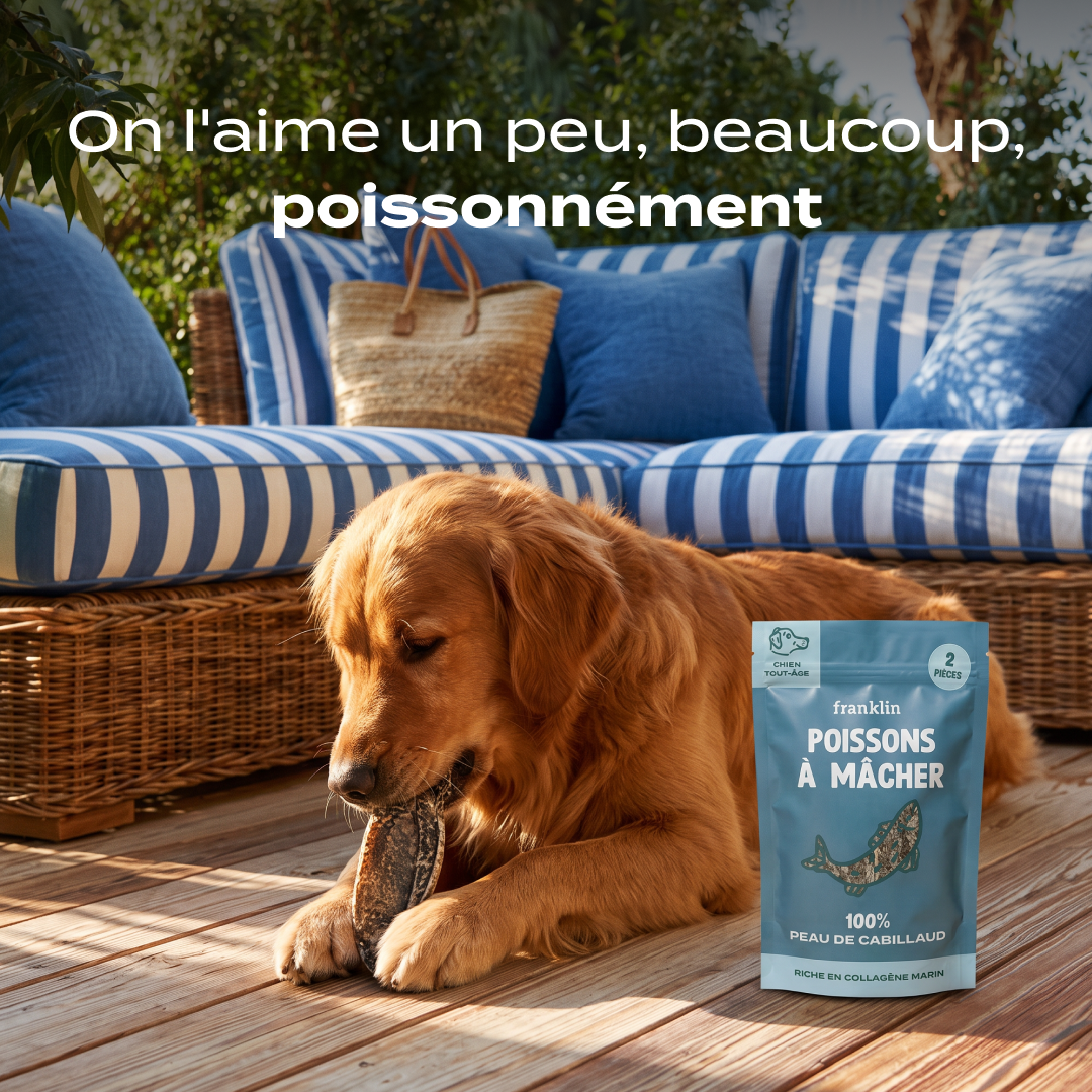 POISSONS À MÂCHER