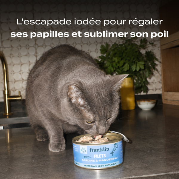 sardine-amp-maquereau