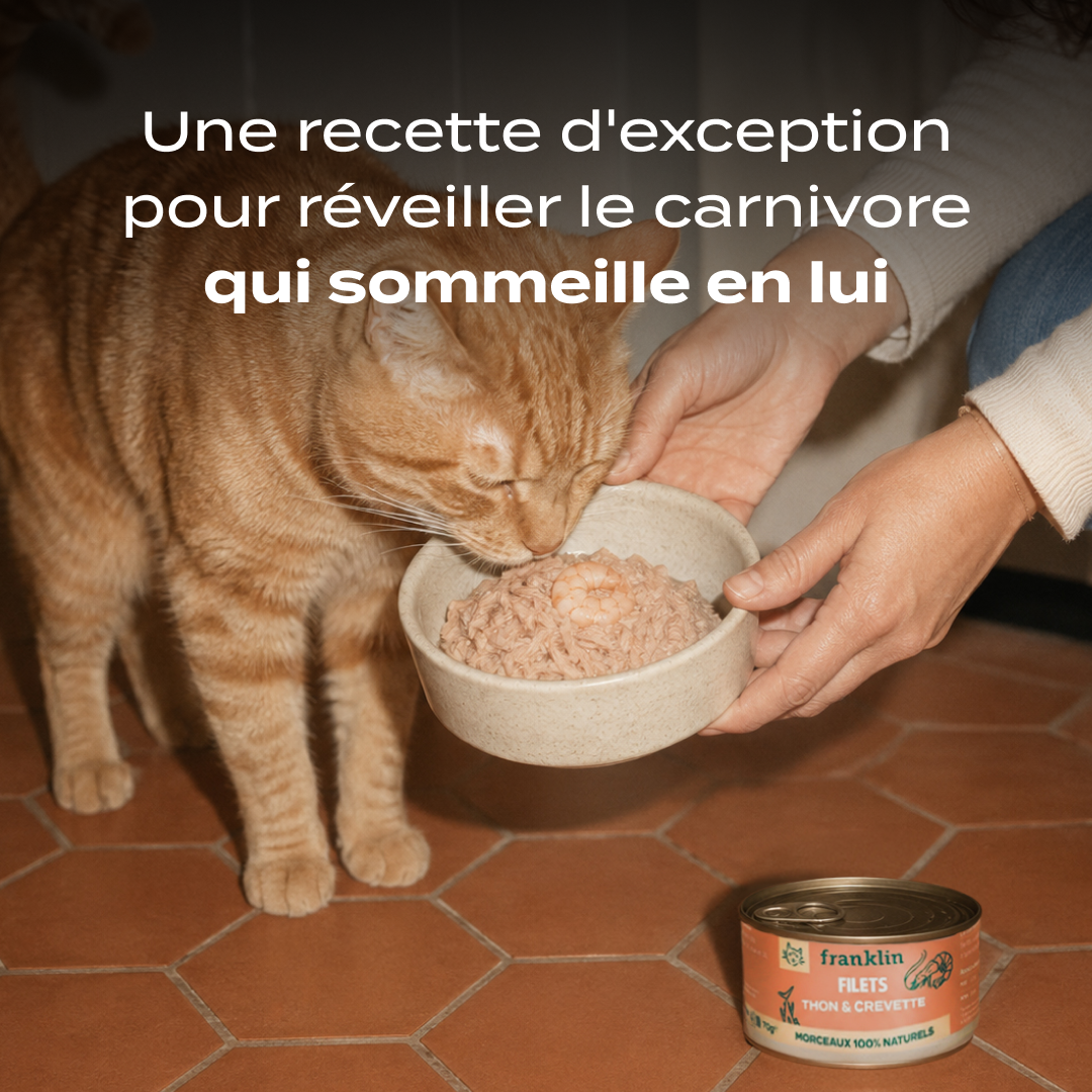 THON & CREVETTE