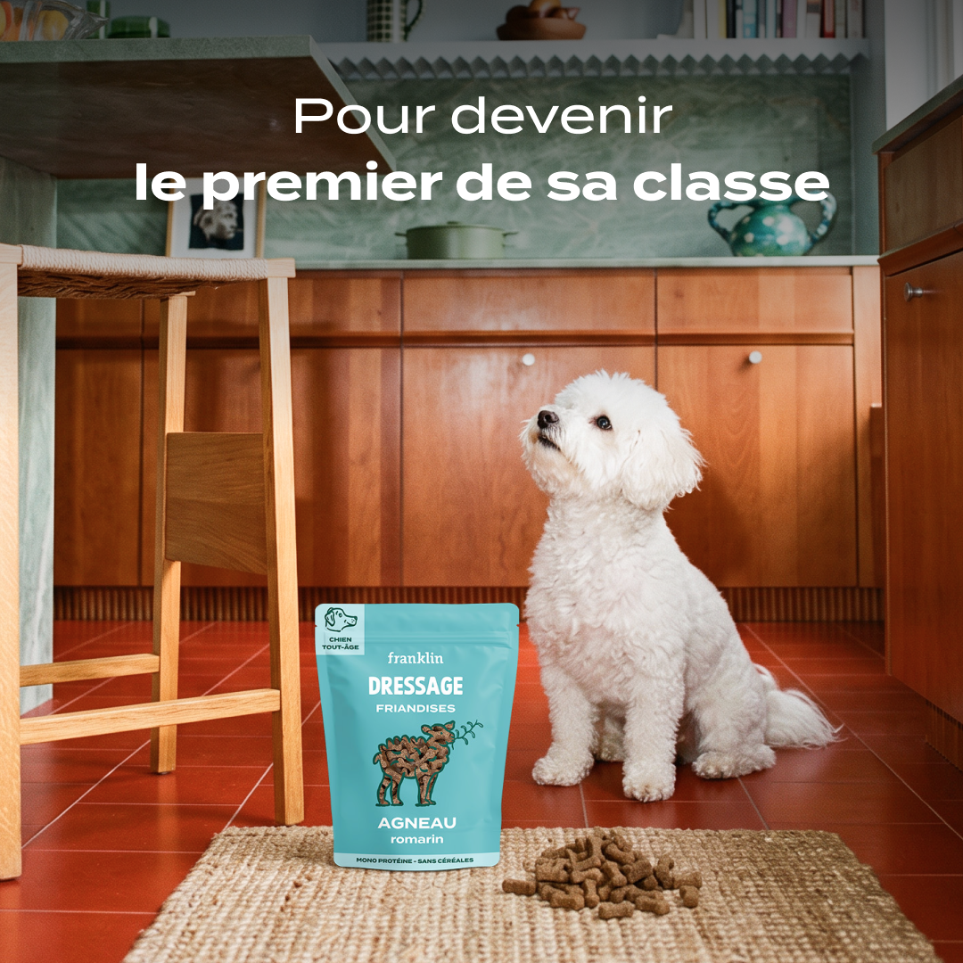 Dressage agneau