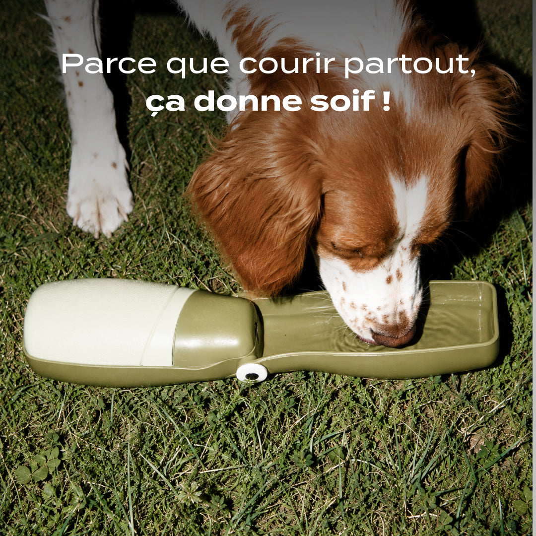 GOURDE CHIEN