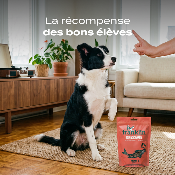 dressage-truite