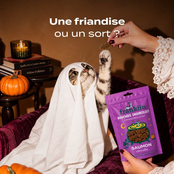 bouchees-ensorcelees-saumon-citrouille