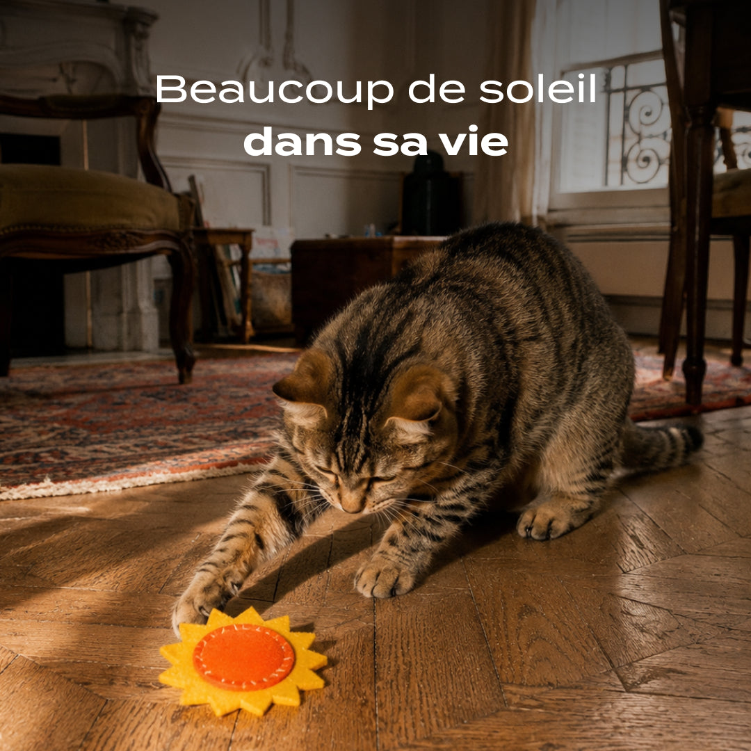 Tournesol herbe à chat