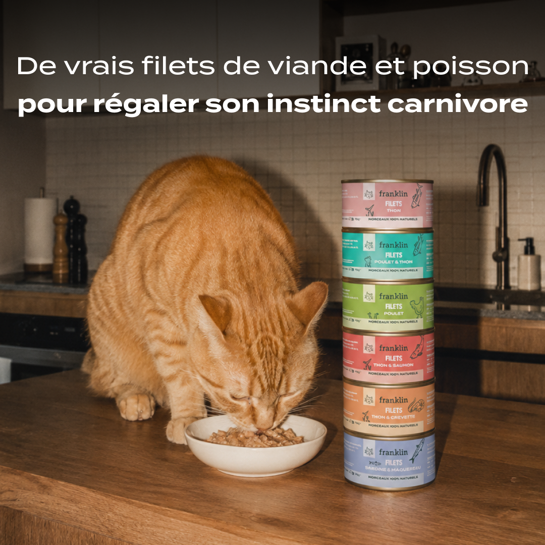 MULTIPACK FILETS 6 SAVEURS