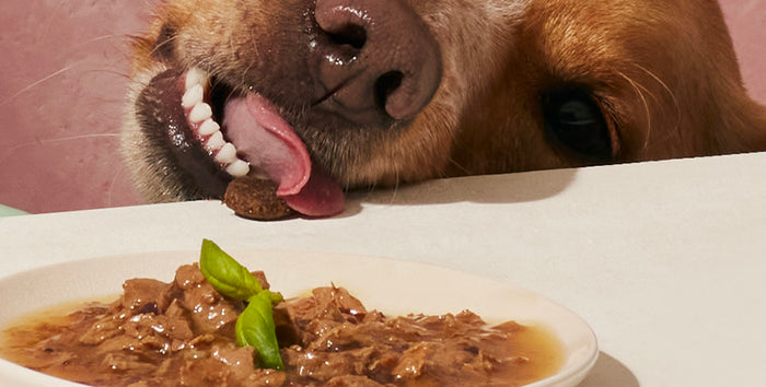 Croquette chien sans céréales - La meilleure croquette pour chien