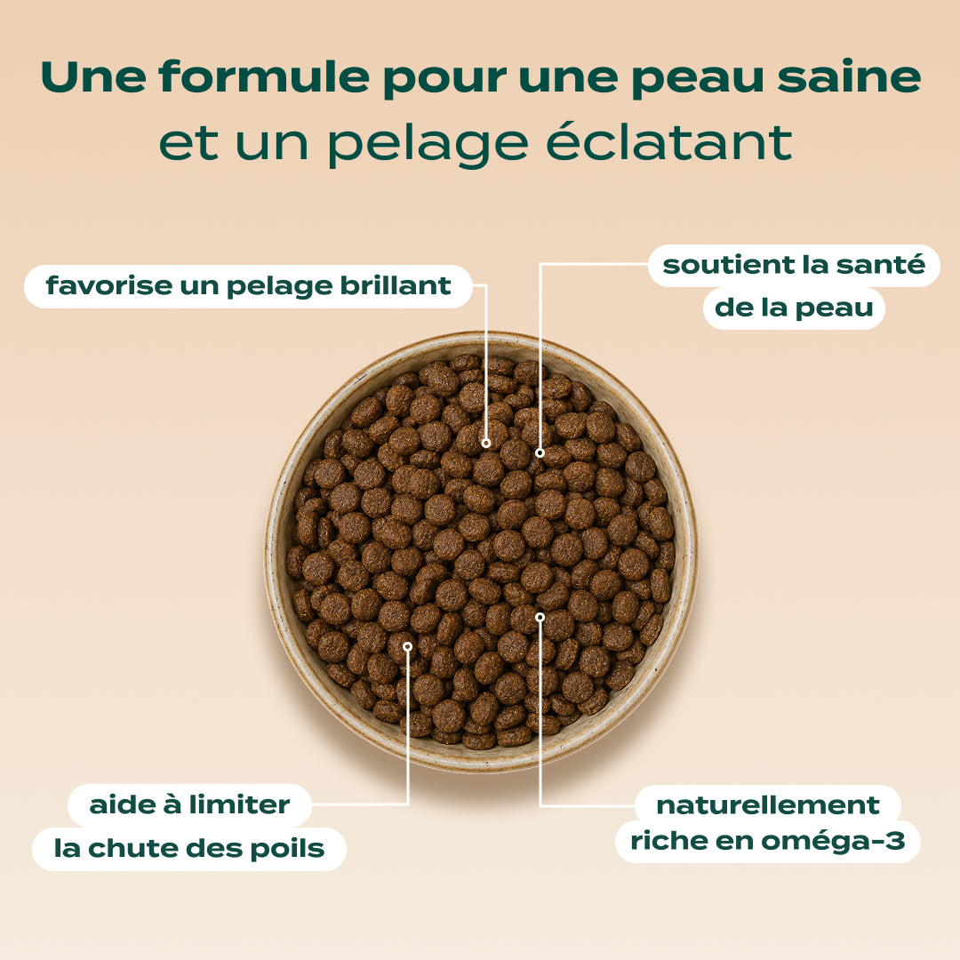 SAUMON, COURGE, CAMOMILLE