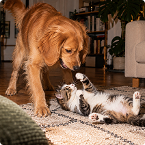 Franklin Alimentation premium pour chien et chat. Choisissez la meilleure nourriture pour votre animal : Croquettes sans céréales riches en protéines et faibles en glucides. Découvrez notre large gamme de pâtées et de friandises riches en viande !