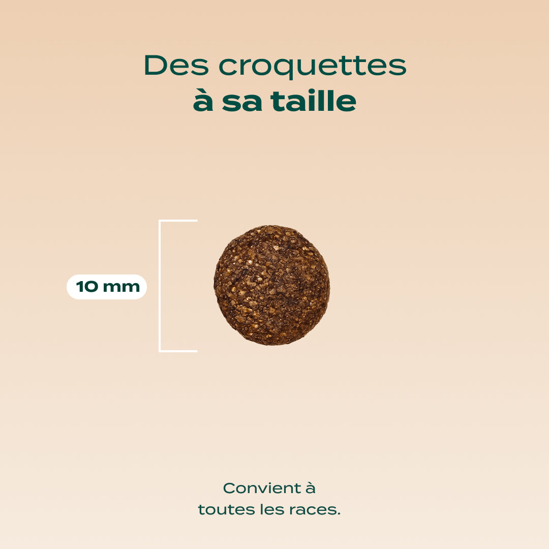 SAUMON, COURGE, CAMOMILLE