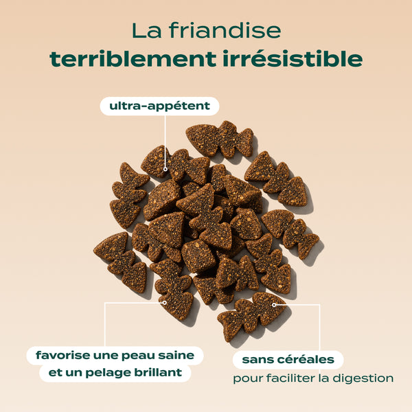 bouchees-ensorcelees-saumon-citrouille