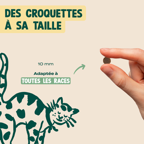 saumon-courge-camomille