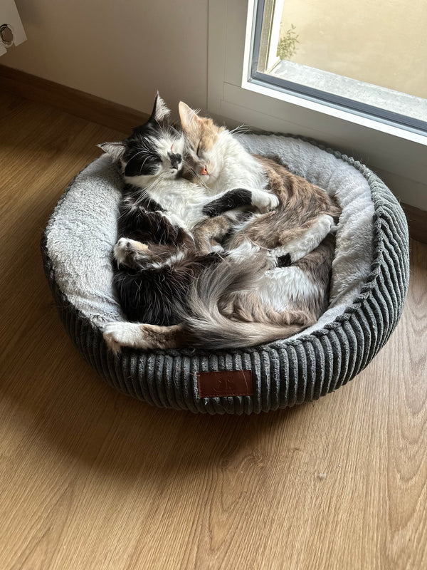 Konrad & Sayu et Tika