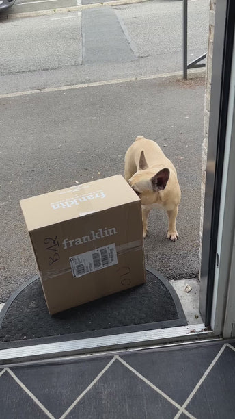 PACK DENTAIRE CHIEN