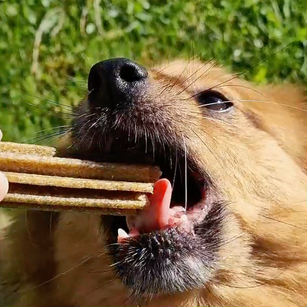 pack-dentaire-pour-chien