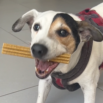 STICKS AU FROMAGE
