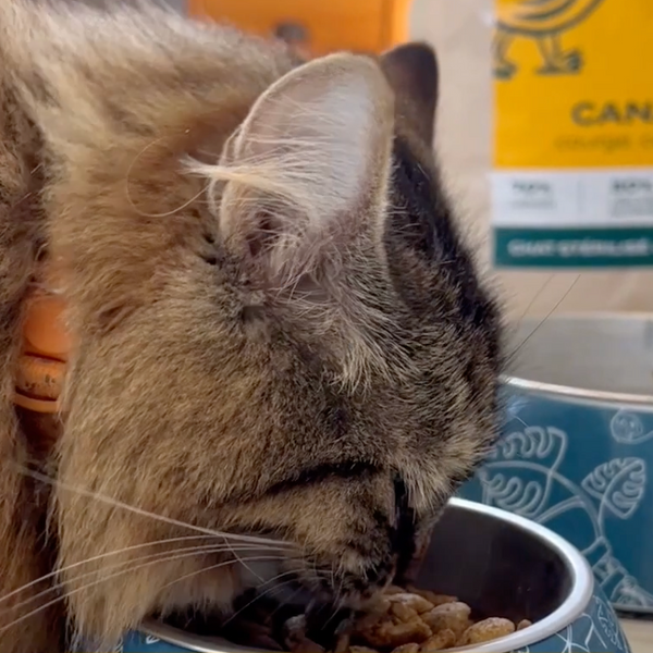 canard-courge-camomille