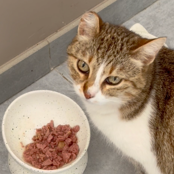 saumon-poulet-carotte