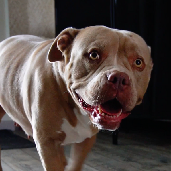 agneau-patate-douce-menthe