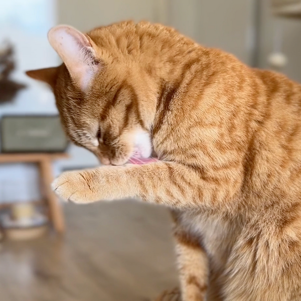 saumon-courge-camomille