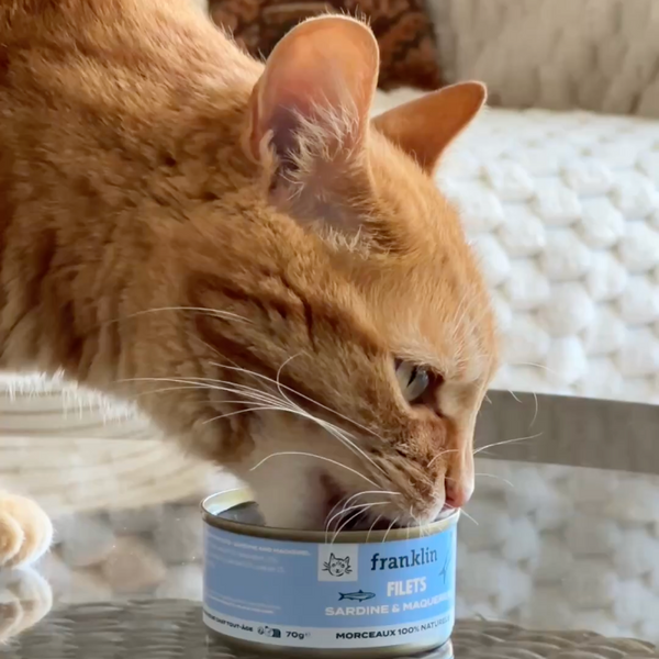 sardine-amp-maquereau