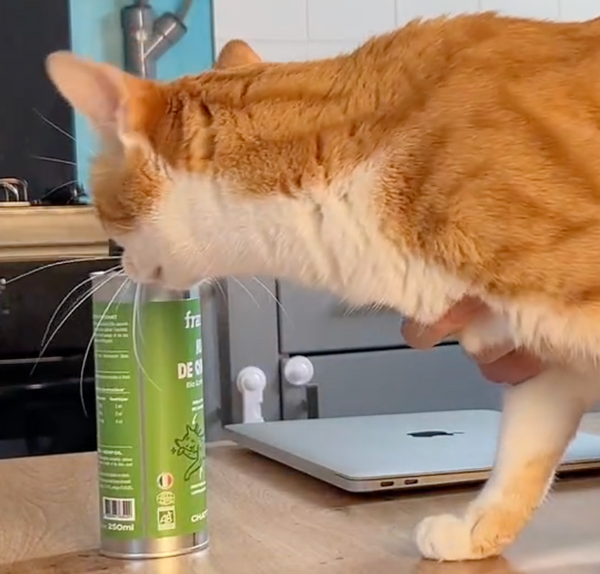 huile-de-chanvre-bio